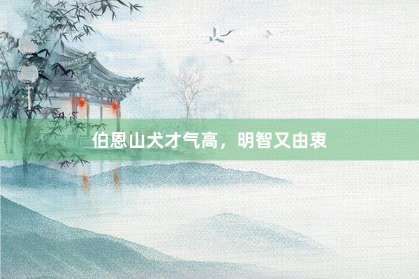 伯恩山犬才气高，明智又由衷
